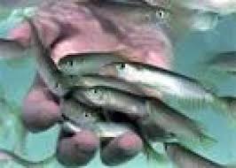 پخش ماهی سالمون
